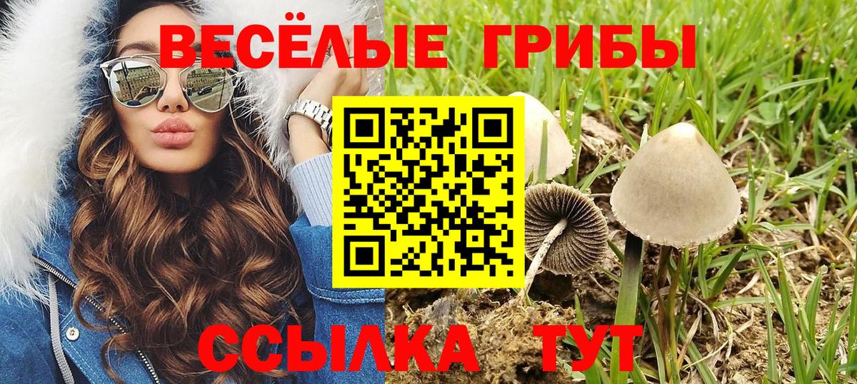 Псилоцибиновые грибы мицелий Тамбов